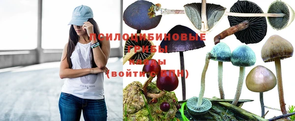 ПСИЛОЦИБИНОВЫЕ ГРИБЫ Горняк